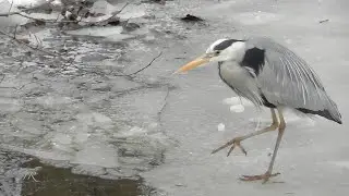 Hungriger Graureiher (Hungry Grey heron)