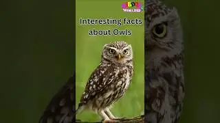 How Long Do Owls Live? 🦉 | Fascinating Owl Facts for kids