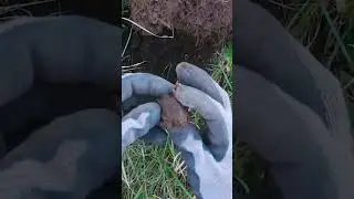 They Made Buttons from Coins 200 Years Ago! Metal Detecting