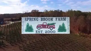 Spring Brook Farm - Christmas Trees -  Short