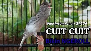 Kenari GACOR !! Pancingan KENARI PAUD Belajar Bunyi UNTUK Kenari Belajar Bunyi Ngeriwik