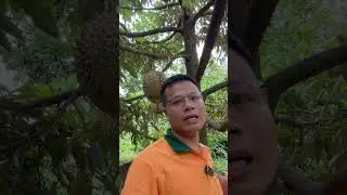 B&iacute; k&iacute;p b&oacute;n ph&acirc;n #bonphan