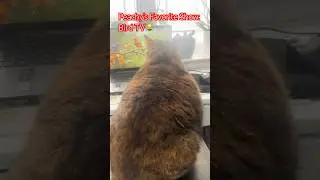 Peachy&rsquo;s Favorite Show: Bird TV#petlover #cutecat #shorts