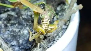 How to French Kiss starring Steve the praying mantis