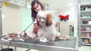 Pet Grooming TimeLapse | Cessna Lifeline Veterinary Hospital