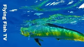 Как НЕ ловить рыбу с каяка | рыбалка с каяка на Гавайях | Flying Fish TV