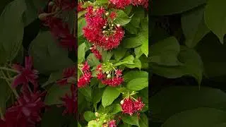 Combretum Indicum( Rangoon-Kletterpflanze) #flowers