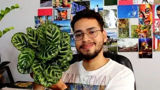 Peacock Calathea: CARE GUIDE!