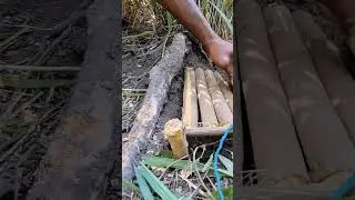 Setting Wild Boar Traps #enjoyment #caribbean #adventure