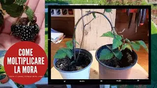 Come Moltiplicare le More senza spine senza fare la talea. Capogatto di moro senza spine