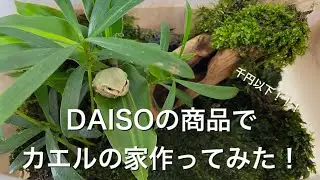 野生のアマガエルを捕まえたので100均のもので家を作った！
