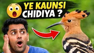 Gaon Mein Dikhi Anokhi Chidiya 😲 | Aisi Bird Pehle Kabhi Nahi Dekhi 🐦
