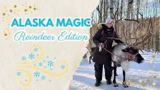 Solo Winter Adventure in Alaska: Reindeer Walk at Running Reindeer Ranch in Fairbanks