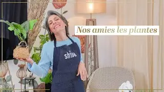 4 ASTUCES pour vos PLANTES d'intérieur + BONUS !
