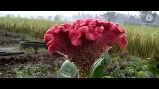 cinematic video 1 menit