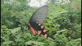 a noble Common Rose Butterfly (Pachliopta aristolochiae) part-6