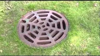Raw: Ducklings Reunited After Falling Into Drain