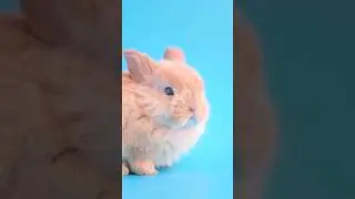 Cute bunny #nature #rabbit #bunny #cute #relaxingmusic #piano #viral #trending #shorts #viralshorts