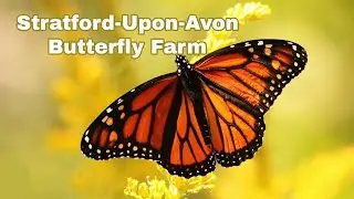 Stratford-Upon-Avon Butterfly Farm