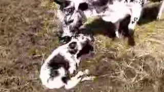 A Randall cow and calf