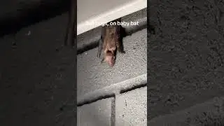 poor baby bat with bat bugs, which are very similar to bed bugs for bats. #parasites #science