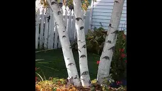 christmas tree guys!