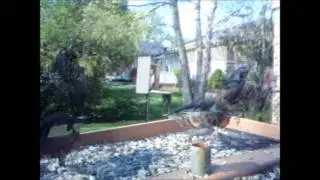 WBU EcoTough&reg; Catch-A-Seed Tray Bird Feeder