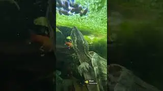 Shelldon the musk turtle having some dinner #muskturtle #turtle #aquarium
