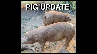 насколько вырастет свинья за 5 месяцев.