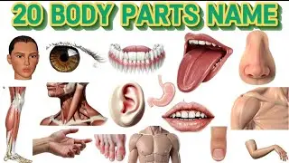 20 Human Body Parts for Kids | Names and Functions in Hindi | Educational Video | Edumixplanet 