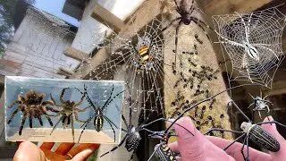 TOP Venomus Spider Hunt in Around Us! Catching Golden Giant Spider, Weaver Spider and Wild Insects i