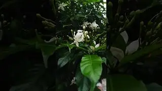 😍 Beauty of #Flowers #nature #shorts #flutemusic #enchantingnature