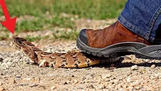 When Adders Start Attacking