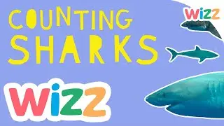 Counting Sharks | Wizz Originals