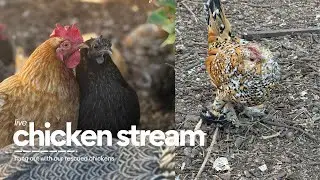 Chicken Live Stream - Fort Fluffy Butt Live Stream - 1/14/26