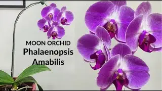 PHALAENOPSIS AMABILIS (MOON ORCHID)