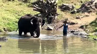Elephant bathing in madumalai forest🐘🌳 please do subscribe share like the video and support 🙏🙏