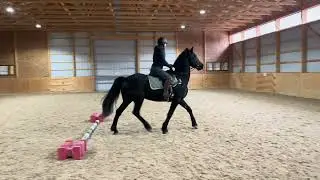 Nausicaa walk and trot 