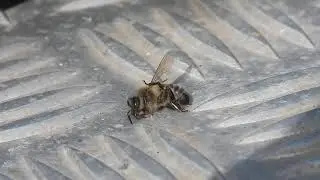 Bee struggling
