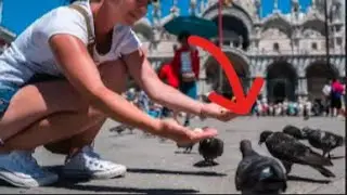 Venice Banned Feeding Pigeons for THIS Reason – Shocking Discovery!