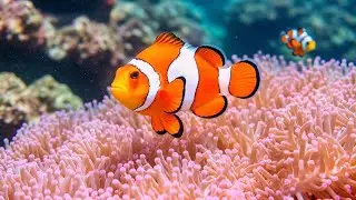 The Ultimate 4K Aquarium Experience | Mesmerizing Jellyfish, Colorful Corals & Rare Ocean Creatures