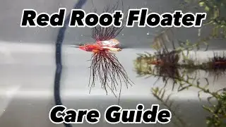 Red Root Floater Care Guide | A Full Guide to Success !