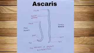 How To Draw Ascaris/ How To Draw Intestinal Worm/ Animals In Phylum Aschelminthes