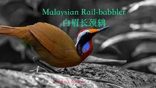 calling with blue throated ... Malaysian Rail-Babbler 白眉长颈鸫 4k