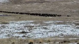 Elk Herd - Valle Vidal - 11/20/2022