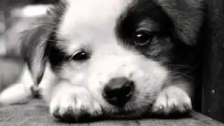 ANIMALS SHELTER PSA