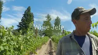 Pinching Cutting Back Vines to Stimulate Fuller Growth on Pinot Noir and Chardonnay Vineyards