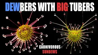 Unique Carnivorous Plants: Tuberous Sundews are the Sparkliest Plants in the World