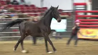 Liberty Run   Midwest Horse Fair 2025 CSG Dancing Duncan