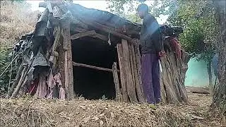गौशाला मे घुस के 🐅बाघ ने गाय मार दी